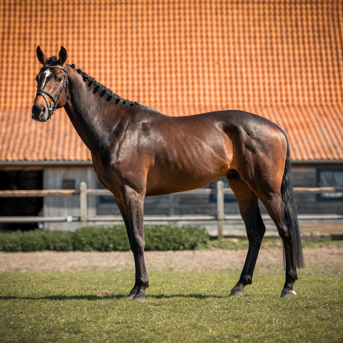 Agitato RA Z op training bij Lander Van den&nbsp;Broeck