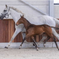 Poirot ter Leybroeck op de Dutch Eventing Stables Auction&nbsp;🤩