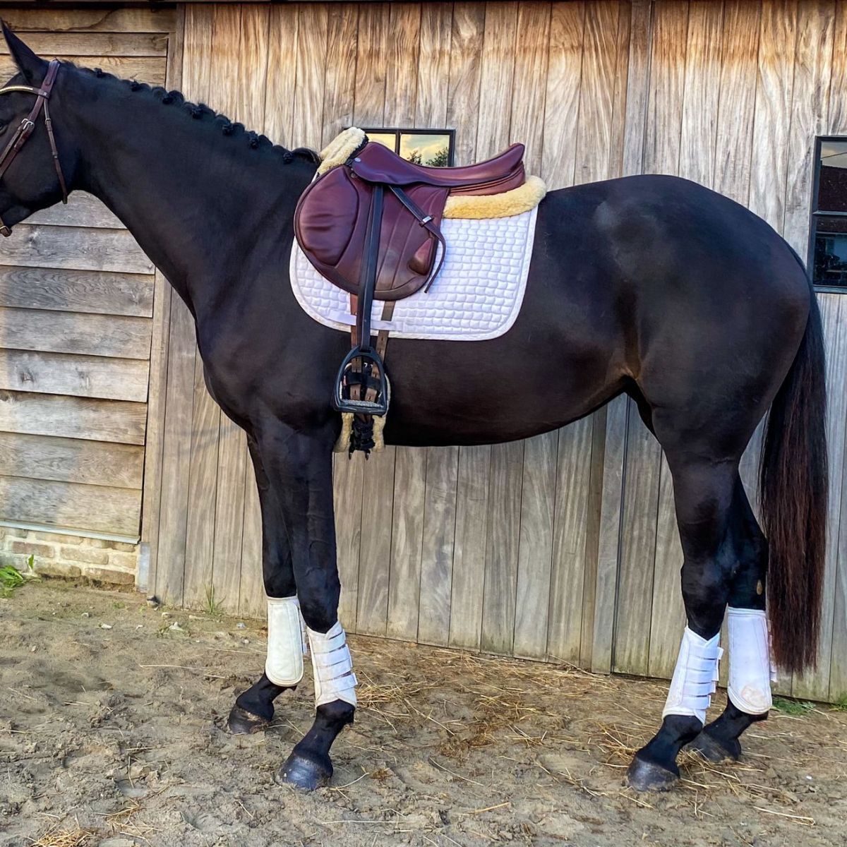 Enkele jonge paarden te&nbsp;koop