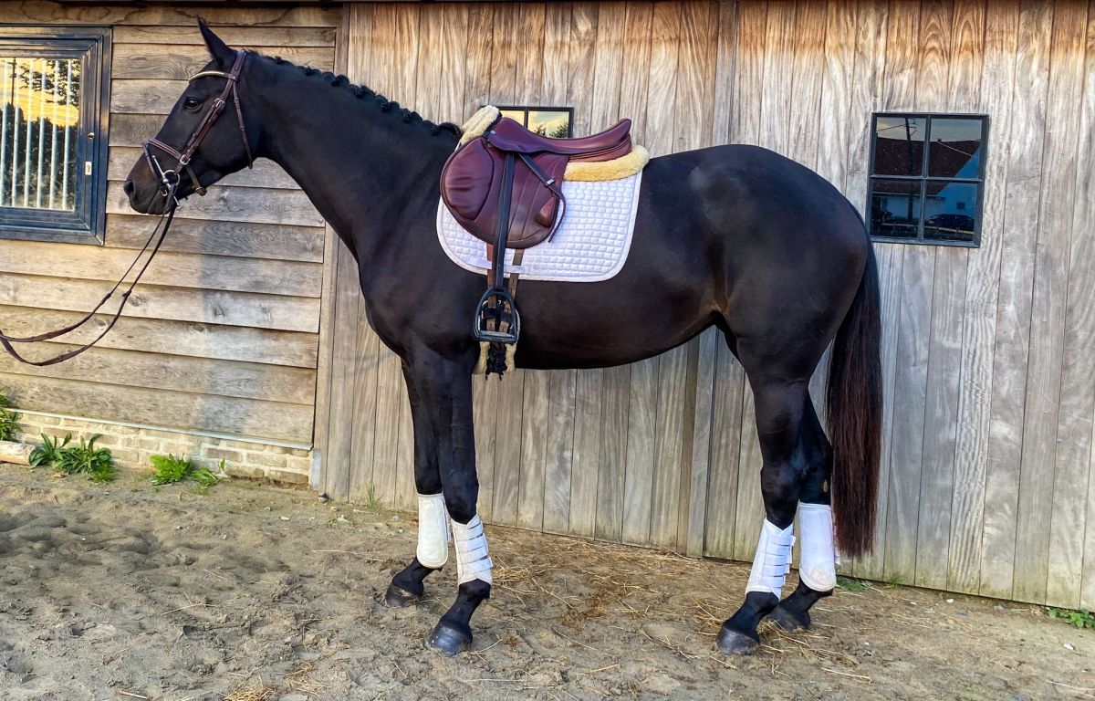 Enkele jonge paarden te&nbsp;koop